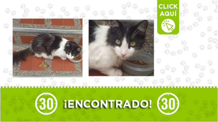 Se busca al dueño de este gatito encontrado en Bello