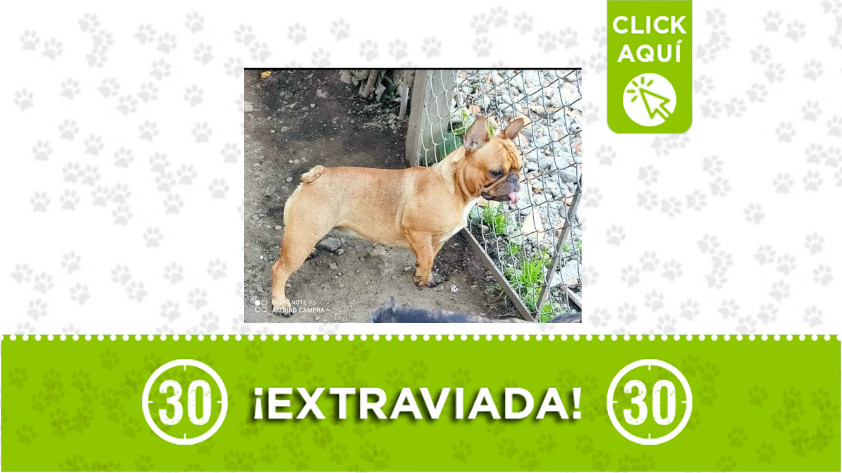 Jeilo se perdió por la vereda Potrerito