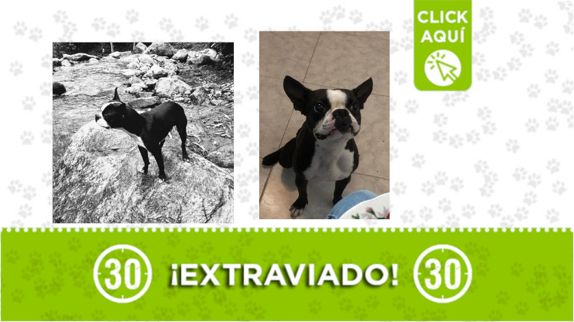 ¿Ha visto a "Koky"? se perdió el en barrio Los Naranjos