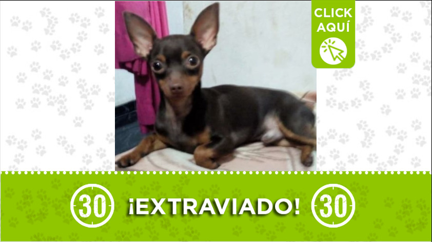¿Lo ha visto? Se perdió en Bello 1 macho perdido bello