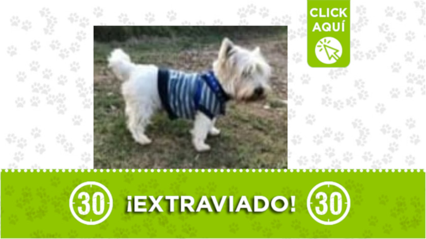 Se busca a "Mateo" fue visto en Santuario por última vez