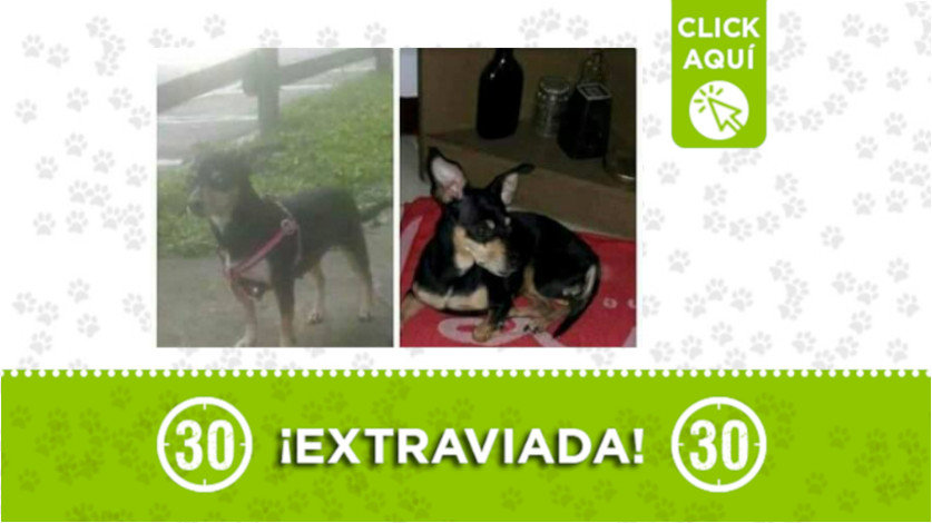 Se perdió 'Muñeca' en Campo Valdés