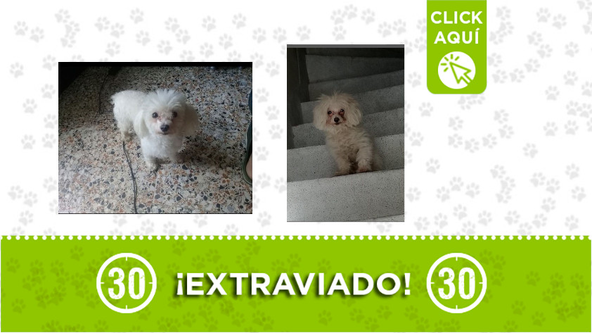 Se perdió 'Teo' en Prado Centro