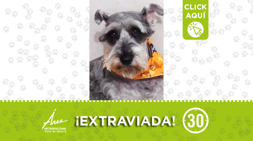 'Sami' se extravió por el sector San Isidro del barrio Aranjuez