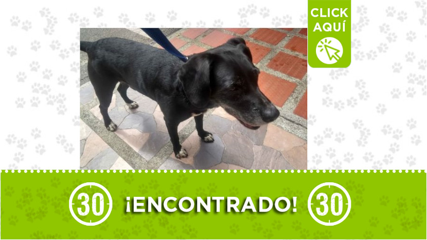 Se buscan sus dueños o un hogar de paso para este perrito