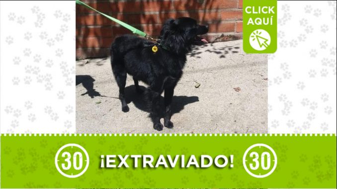 perro-perdido-manzanares