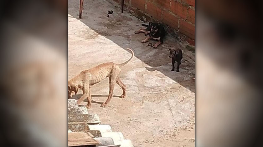 ¡Así es! Rescataron a unos perritos que estaban dejando morir de hambre en una terraza de Bello 1 perros maltratados