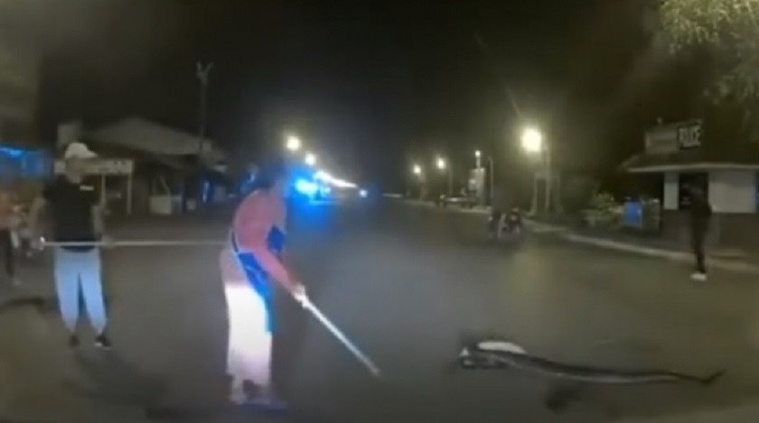 Pelea entre serpiente pitón y gato en Tailandia