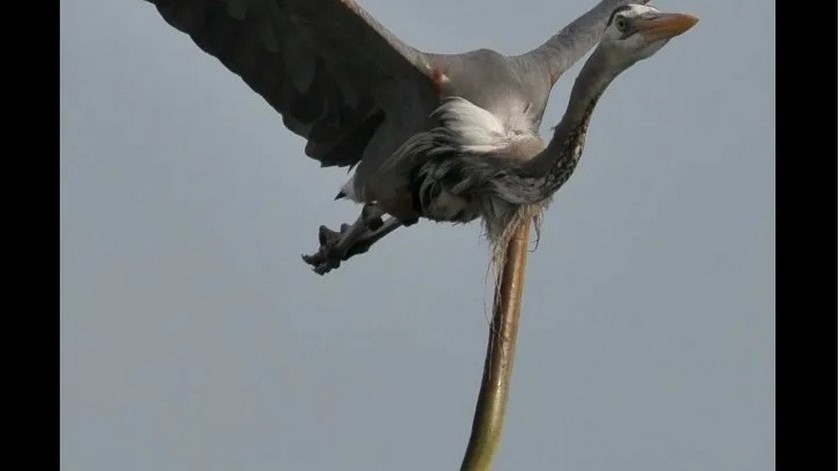 FOTOS: Tras ser devorada, anguila serpiente destruyó la garganta de la garza mientras volaba