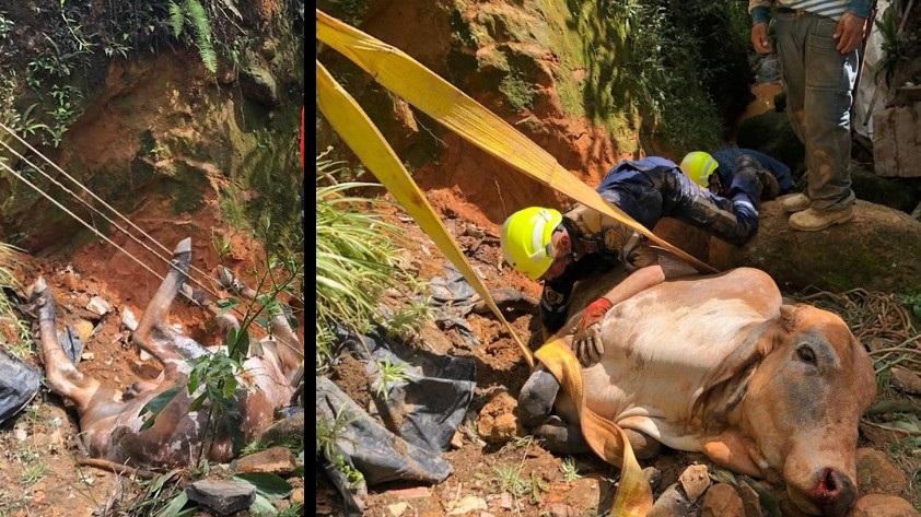 FOTOS: Rescataron a “Nerón”, rodó por un abismo y cayó a una quebrada de San Antonio de Prado