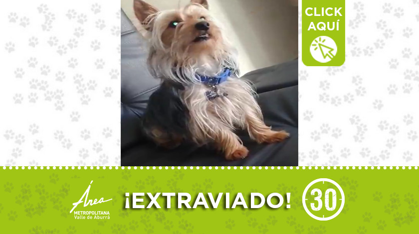 ¡Se perdió 'Mailo'! Un perrito del barrio Picachito 1 Mailo 1