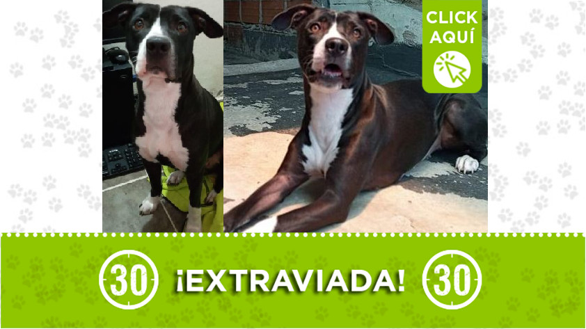 'Bella' salió 'disparada' por la pólvora y se perdió en Floresta La Pradera 1 Perdida