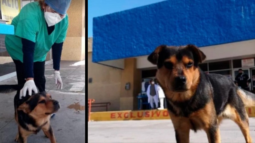 FOTOS: ¡Fiel a su amo! Perrito lleva más de 30 días esperando a su dueño, que murió por covid, en la entrada del hospital