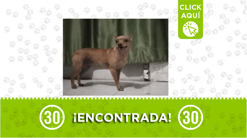 perrita-encontrada-belen-los alpes