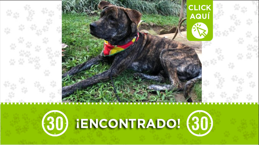 A este perrito se lo encontraron en el sector de Suramericana