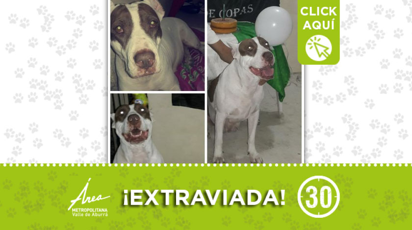 Esta perrita se extravió en sector del barrio Carlos E. Restrepo, ¿la ha visto?