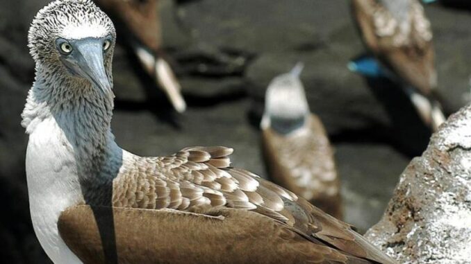 galapagos aves