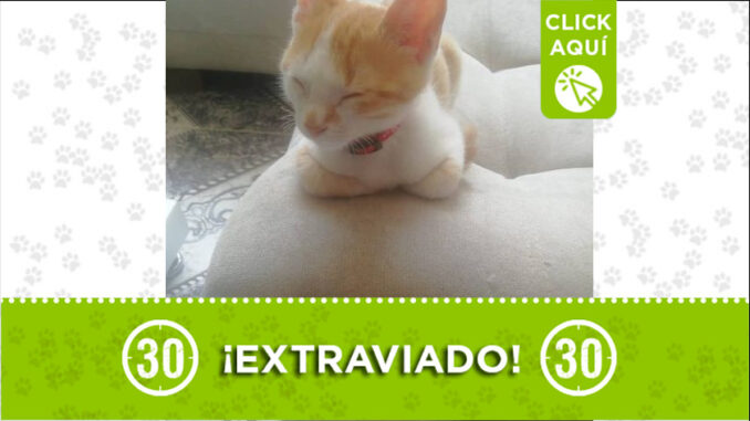 gato-perdido-robledog