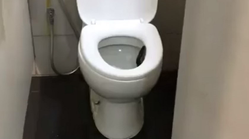 VIDEO: ¡Sorpresa! Se llevaron un buen susto al ir baño y encontrarse con este ‘intruso’