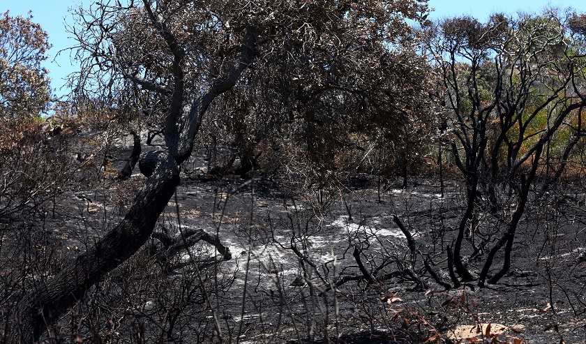 El fuego devora la mitad de Fraser, la mayor isla de arena del mundo