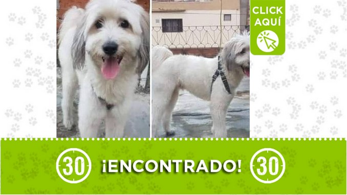 perrito encontrado