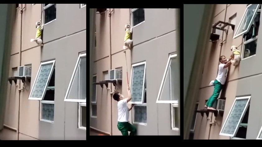 VIDEO: Momentos de angustia: perrito quedó colgado desde una ventana de un tercer piso ¿Cómo lo hizo? 1 perro colgando ventana