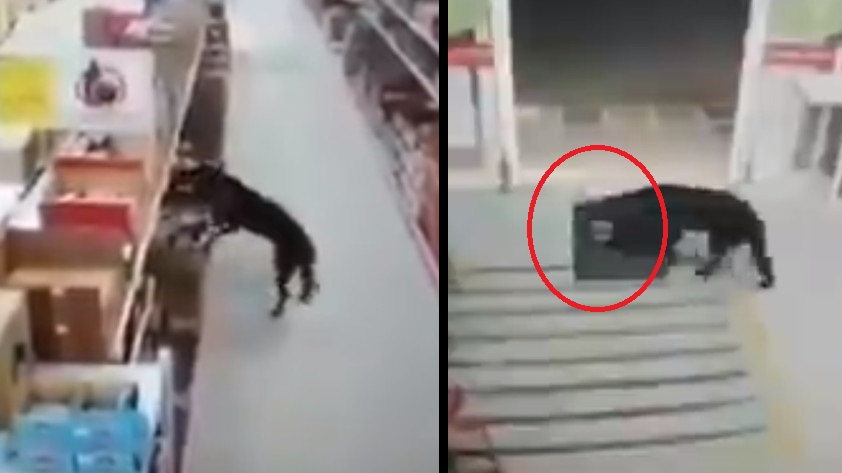 VIDEO: ¡Tan avispado! Perro entró a una tienda y se ‘robó’ una bolsa de alimento