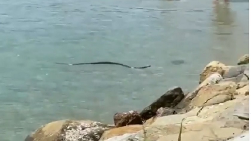 serpiente-playa-turistas