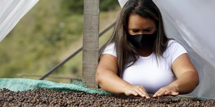 “La Sierra” cambia su pasado violento con café, música y huertas