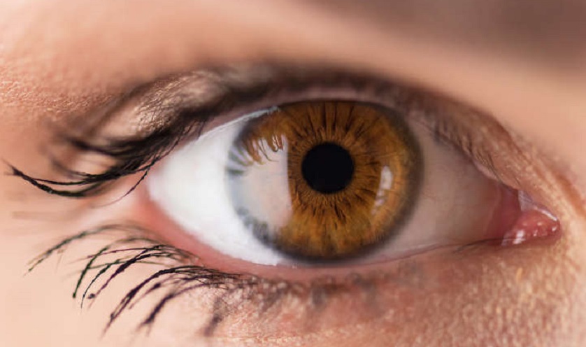 Construyen retina artificial con seda para tratar una degeneración de mácula