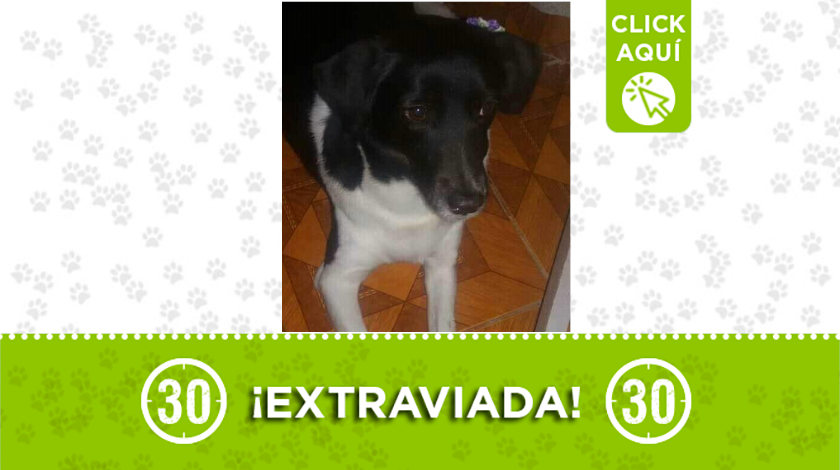 'Lupe' se perdió en el 20 de Julio y su familia la busca 1 destacada 5