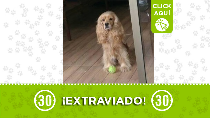 Este perrito se perdió en Rionegro 1 lukas