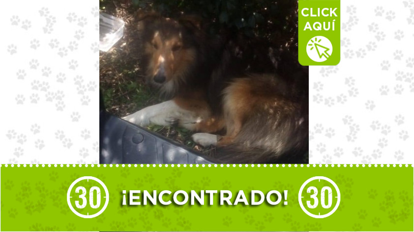 Este perrito fue encontrado en La Ceja 1 encontrado 2