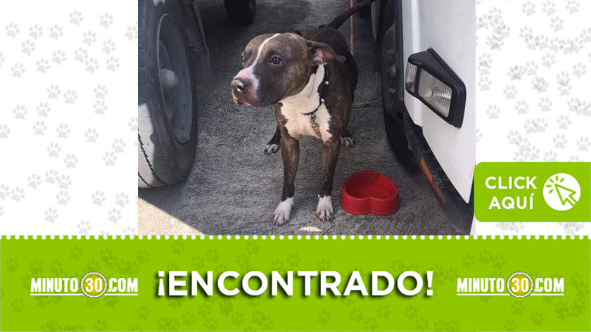 Este perro se encuentra en Los Huesos con la Oriental y buscan a su familia 1 perro encontrado2