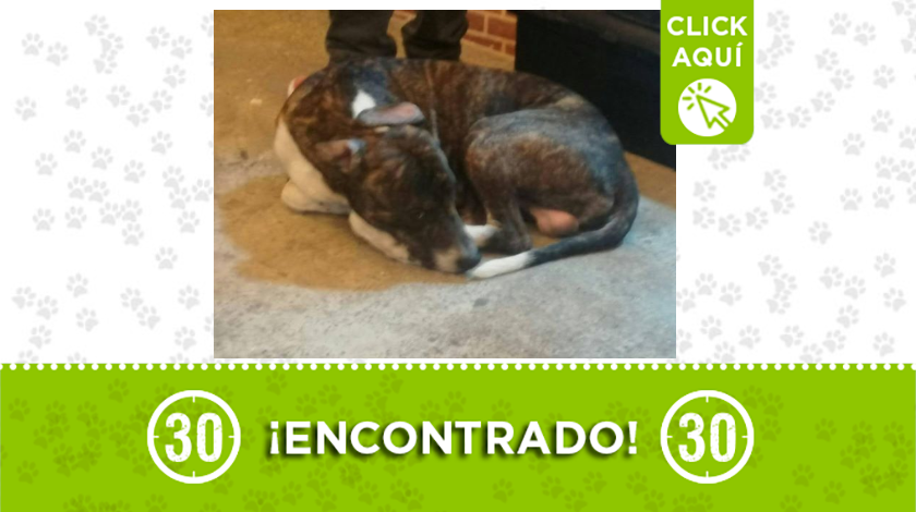 Este peludito fue encontrado en Campo Valdés y buscan a sus familiares 1 destacada 46