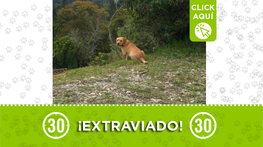 "Tokio" se perdió en Llanogrande y su familia lo busca 1 perro perdido 2