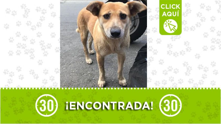 Esta perrita fue encontrada en Sabaneta 1 sabaneta encontrada