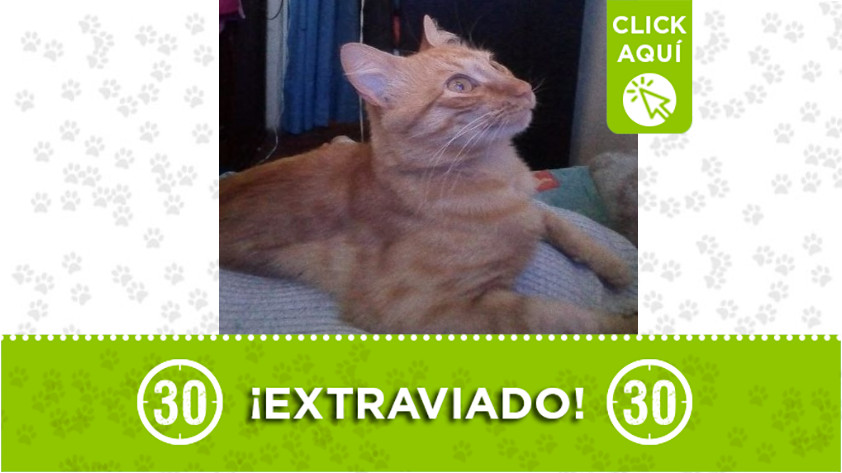 "Garfield" se perdió en el barrio Doce de Octubre 1 garfiel