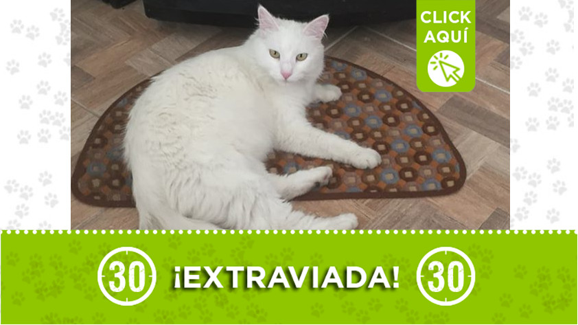 A "Maxis" la están buscando por el barrio Gran Avenida en Bello 1