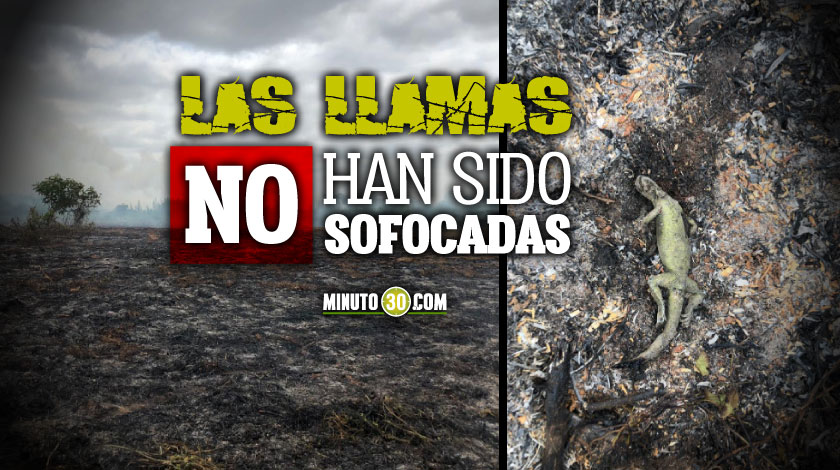 EN VÍDEO: ¡Lamentable! Incendio en Córdoba deja decenas de animales muertos y al menos, 20 hectáreas consumidas 1 Llamas arrasan con mas de 20 hectareas en Cienaga de Corralito en Cerete