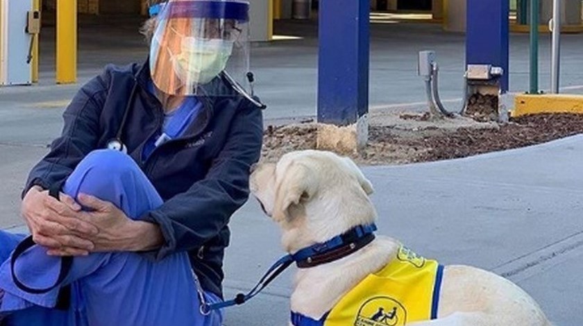 FOTOS: ¡Héroe canino! Este perrito ayuda a animar a médicos que luchan contra el Covid - 19 1 perrito Wynn