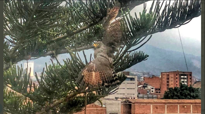 EN FOTOS: Bomberos rescataron a un Gavilán Pollero que se quedó atrapado en un árbol de Belén 1 rescate gabilan