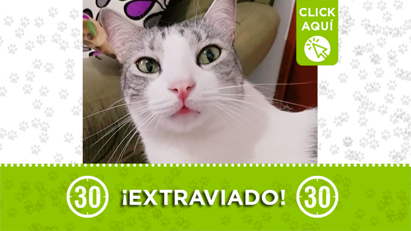 "Valentín" se perdió en el barrio Las Cabañitas y su familia lo busca 1 gato perdido1 10