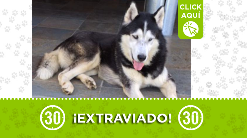 Este perro se perdió en la vereda El Capiro del municipio de La Ceja y su familia lo busca 1 perro perdido1 1