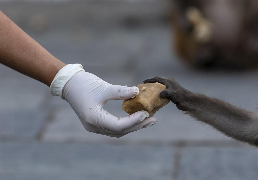 PETA pide el cierre de los mercados de animales en Asia ante el peligro de virus 1 d397f6cb6cecd2f47cacdc1113cbeab363f6f381w