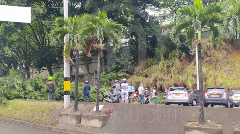 FOTO: Cayó un árbol sobre unos vehículos en el sector del puente de la Aguacatala, hay cierre total de la vía 1 caida de arbol en la aguacatala 1