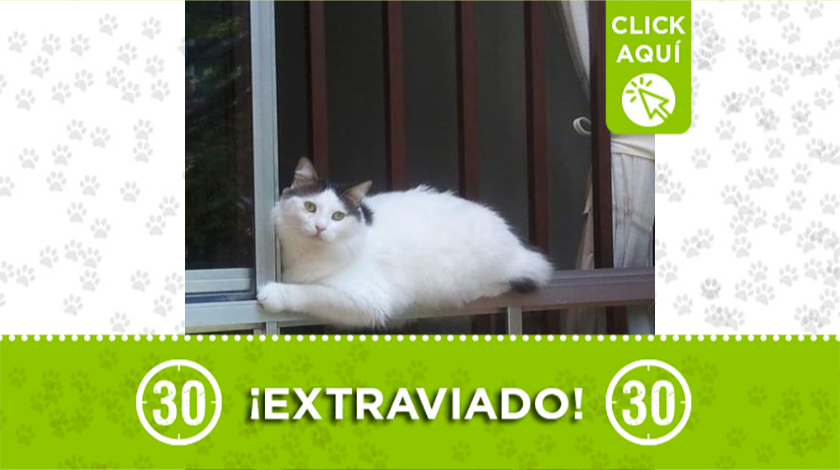 'Sócrates' se extravió en Belén Rincón 1 Socrates, gatito extraviado