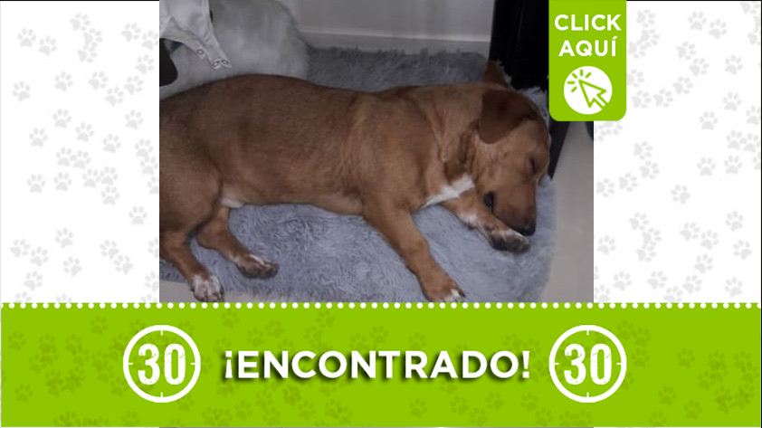 Buscan a los dueños de este perrito, ¡comparte! 1 perrito santa lucia