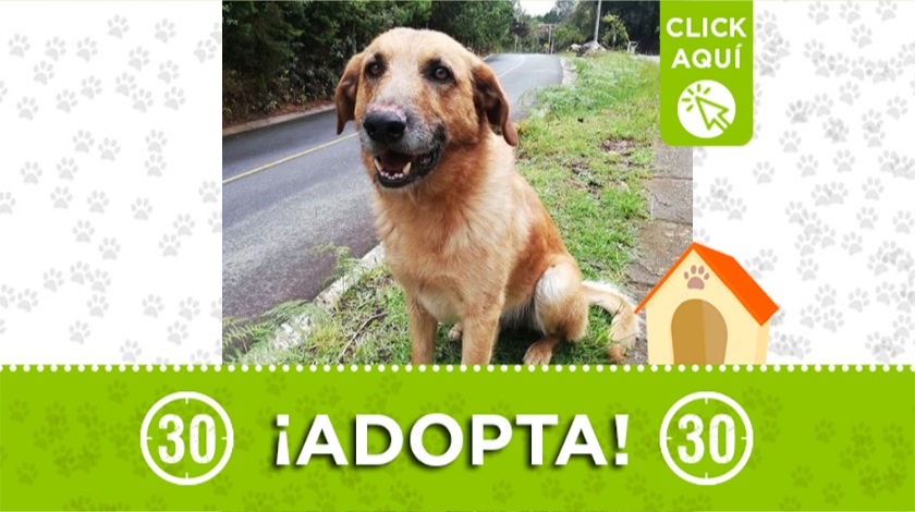 ¡Adopta! Este perrito busca un hogar que le brinde mucho amor 1 Perrito busca hogar