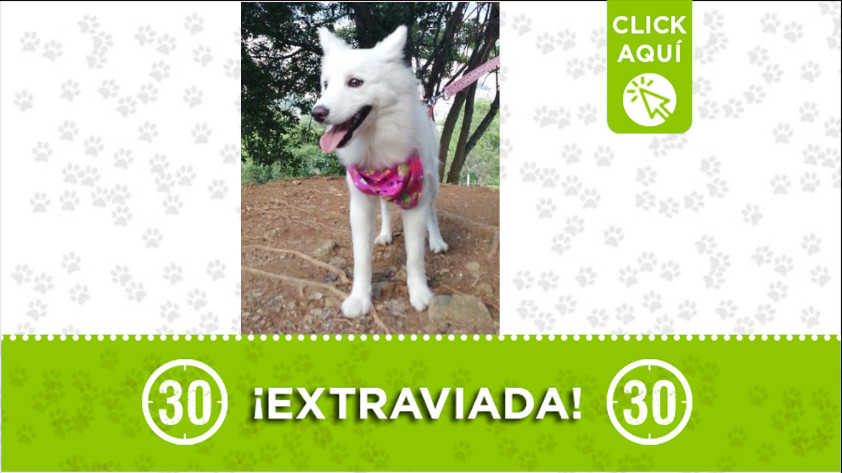 Esta peludita se perdió en Robledo Villa Flora 1 peludita